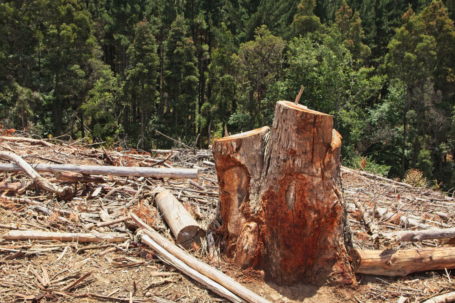การตัดไม้ทำลายป่า